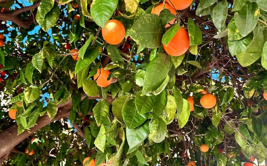 Hvor er det varmt i februar? De bedste destinationer – uden sommerpriser